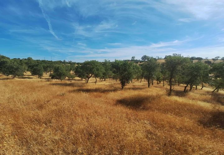 Terra a Serpa, Beja, Serpa - € 120.000 | Ref: 0166 - foto 1