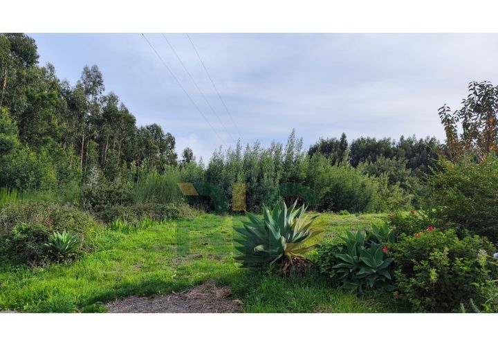 Terra a Camacha, Madeira, Camacha - € 70.000 | Ref: RHG23035 - foto 1