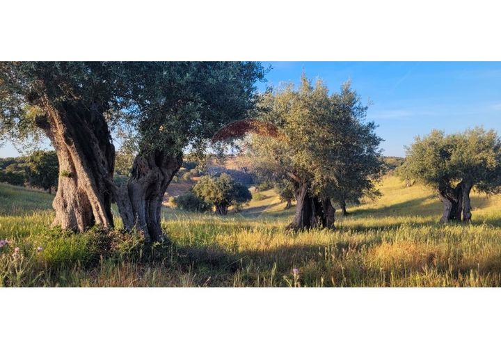 Terra a Torrao, Setubal, Torrao - € 80.000 | Ref: 122181148-235 - foto 1