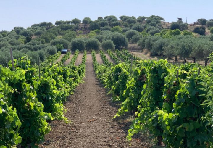 Helårsgrund i Noto, Siracusa, Noto - € 70.000 | Ref: SC 19 - foto 1