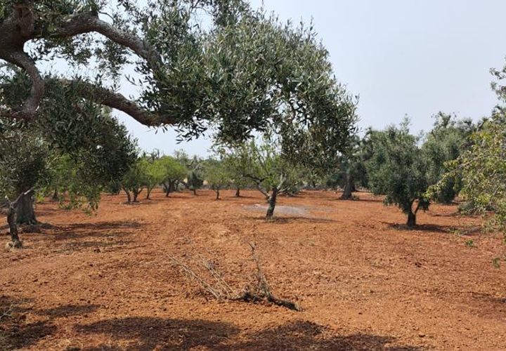 Helårsgrund i Ostuni, Brindisi, Ostuni - € 45.000 | Ref: 256 - foto 1