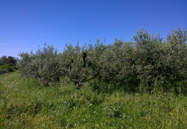 Terra a Eboli, Salerno, Eboli - € 85.000 | Ref: 162 - foto 1