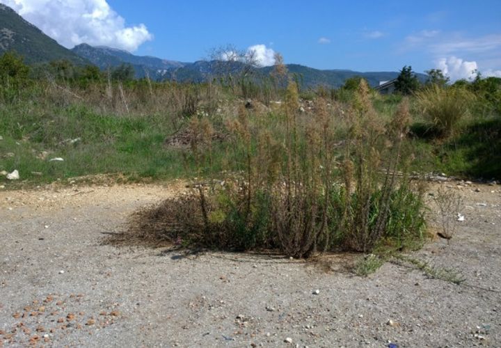 Terra a Campagna, Salerno, Campagna - € 35.000 | Ref: 226 - foto 1