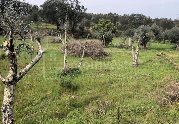 Helårsgrund i Castelo Branco, Castelo Branco, Castelo Branco - € 27.500 | Ref: SÒL_898 - foto 1