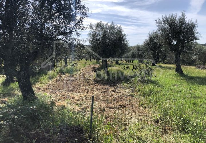 Helårsgrund i Castelo Branco, Castelo Branco, Castelo Branco - € 12.000 | Ref: SÒL_897 - foto 1