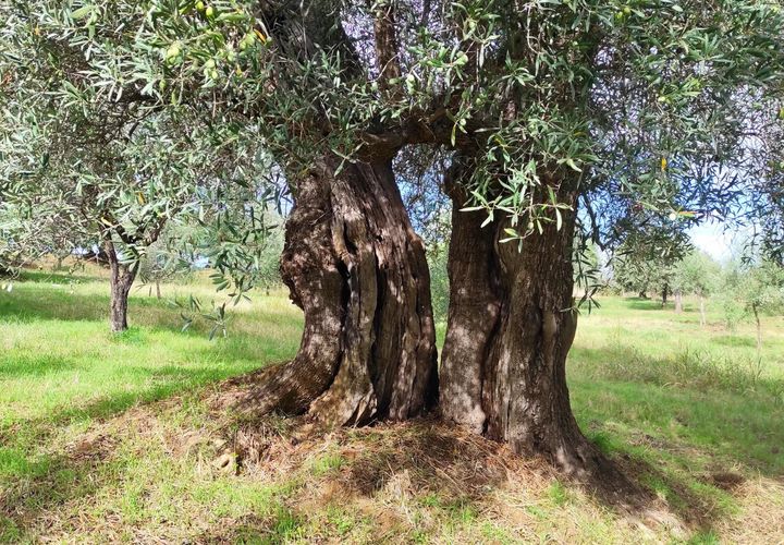 Helårsgrund i Bisignano, Cosenza, Bisignano - € 22.000 | Ref: 83711481 - foto 1