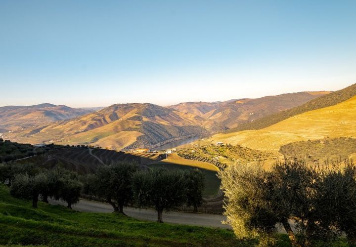 Farm i Ervedosa do Douro, Viseu, Ervedosa do Douro - € 1.750.000 | Ref: SAVPRT10024 - foto 1