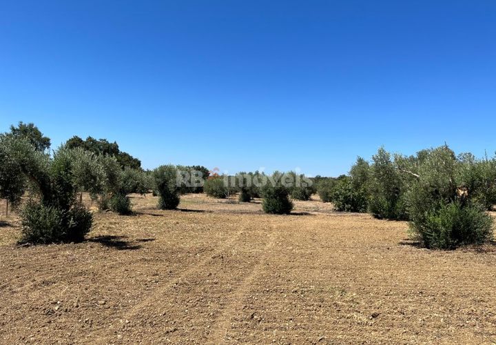 Helårsgrund i Tomar, Santarem, Tomar - € 13.500 | Ref: 01166-24 - foto 1