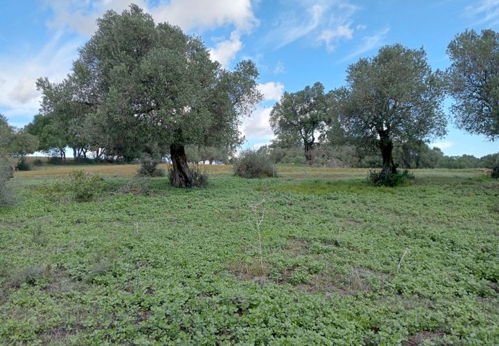 Tomt i Barbate, Cadiz, Barbate - € 4 500 000 | Ref: SP14016 - foto 1