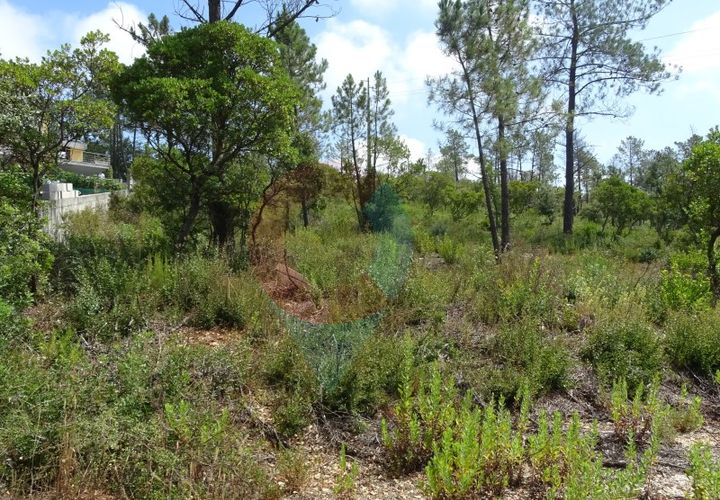 Helårsgrund i Pombal, Leiria, Pombal - € 55.000 | Ref: SÒL_09V_MV - foto 1