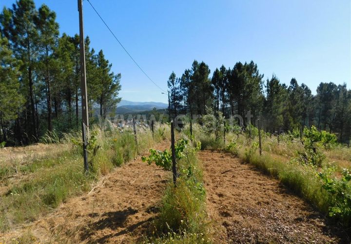 Tomt i Fundao, Castelo Branco, Fundao - € 50 000 | Ref: 255190113 - foto 1