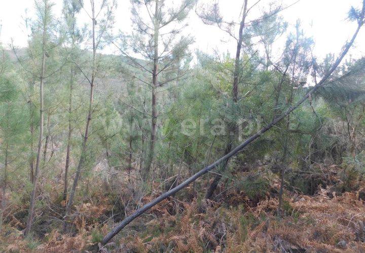 Helårsgrund i Fundao, Castelo Branco, Fundao - € 18.500 | Ref: 255230047 - foto 1