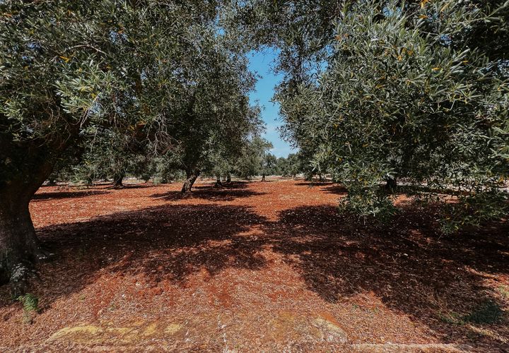 Villa i Carovigno, Brindisi, Carovigno - € 75.000 | Ref: 642 - foto 1