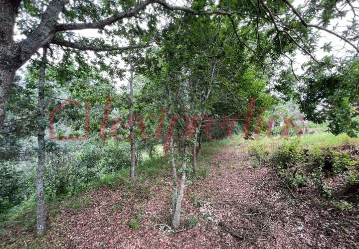 Helårsgrund i Agueda, Aveiro, Agueda - € 39.000 | Ref: AG 4151 - foto 1