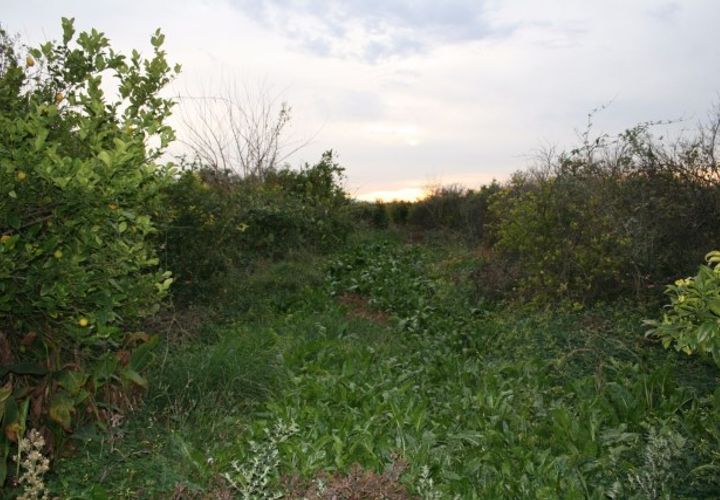 Helårsgrund i Los Ramos, Murcia, Los Ramos - € 99.000 | Ref: 3265-00014/3737 - foto 1