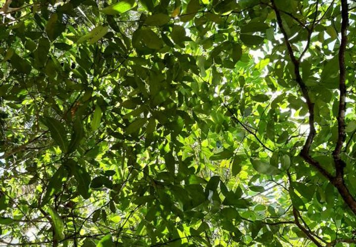 Helårsgrund i Roura, French Guiana, Roura - € 28.000.000 | Ref: 2426 - foto 1
