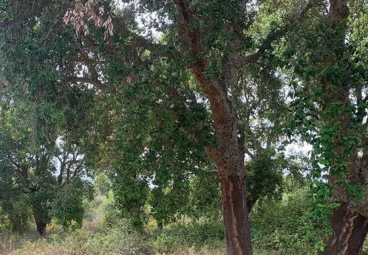 Helårsgrund i Odemira, Beja, Odemira - € 37.000 | Ref: T-506 - foto 1