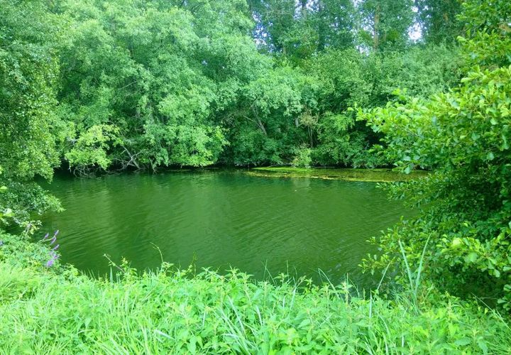 Terra a Taize-Aizie, Charente, Taize-Aizie - € 17.000 | Ref: BVI76269 - foto 1