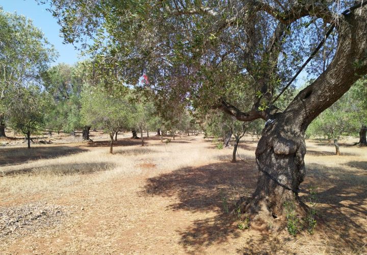 Helårsgrund i Carovigno, Brindisi, Carovigno - € 78.000 | Ref: 122718 - foto 1
