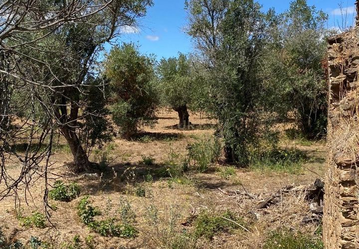 Helårsgrund i Serra, Santarem, Serra - € 15.800 | Ref: C0277-00678 - foto 1
