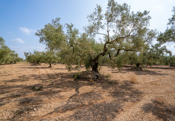 Finca i Ulldecona, Tarragona, Ulldecona - € 7.000 | Ref: 117 - foto 1
