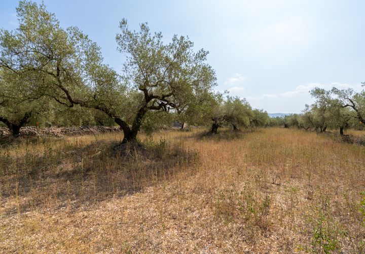 Finca i Ulldecona, Tarragona, Ulldecona - € 8.000 | Ref: 119 - foto 1