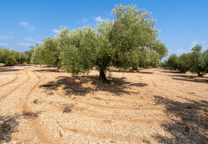 Finca i Ulldecona, Tarragona, Ulldecona - € 6.000 | Ref: 120 - foto 1