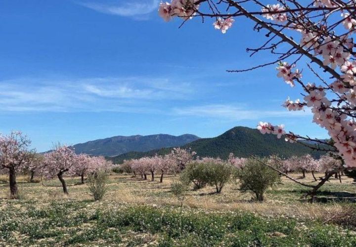 Landejendom i Velez-Rubio, Almeria, Velez-Rubio - € 269.000 | Ref: EXP08292/8930 - foto 1