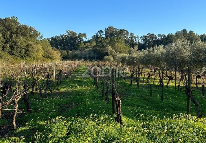 Helårsgrund i Anadia, Aveiro, Anadia - € 50.000 | Ref: ZMPT570694 - foto 1