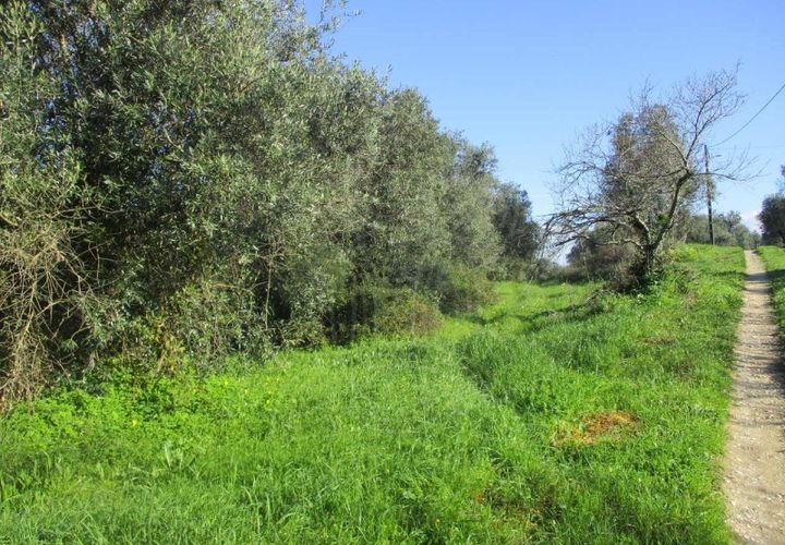 Terra a Gesteira e Brunhos, Coimbra, Gesteira e Brunhos - € 45.000 | Ref: cdx0582 - foto 1