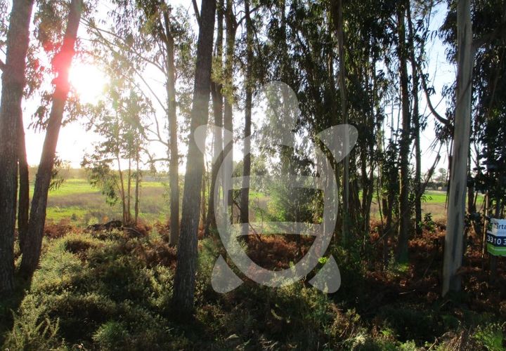 Terra a Bom Sucesso, Aveiro, Bom Sucesso - € 50.000 | Ref: ff1200 - foto 1