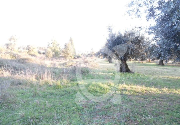 Helårsgrund i Coimbra, Coimbra, Coimbra - € 9.500 | Ref: cbr1827 - foto 1