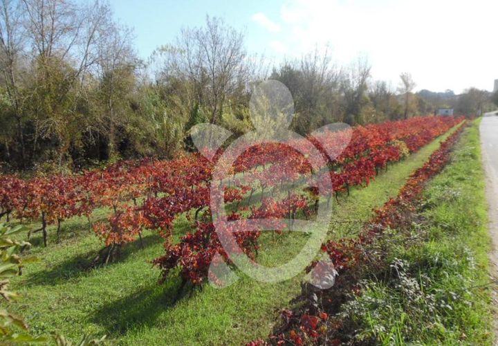 Helårsgrund i Coimbra, Coimbra, Coimbra - € 19.500 | Ref: cbr1737 - foto 1