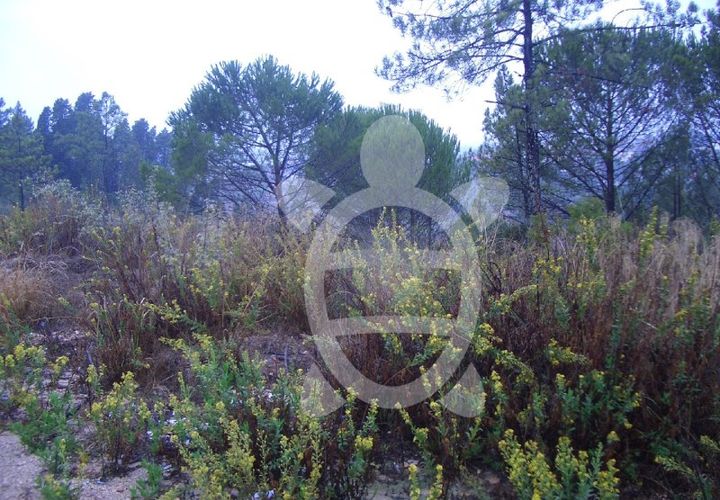 Helårsgrund i Assafarge e Antanhol, Coimbra, Assafarge e Antanhol - € 700.000 | Ref: 17-3533 - foto 1