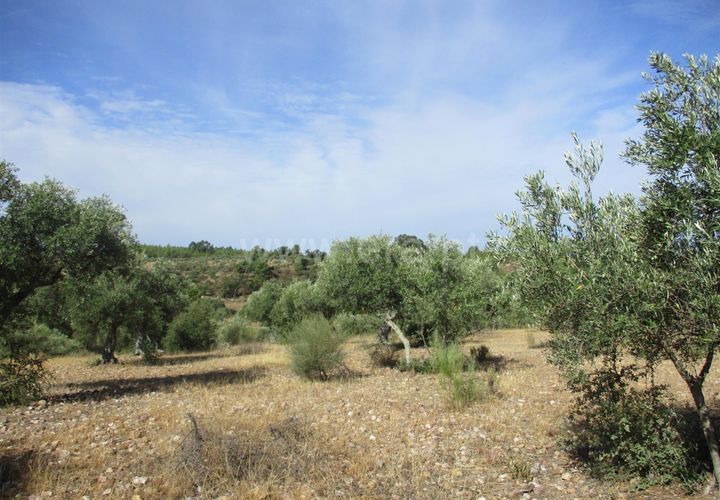 Helårsgrund i Castelo Branco, Castelo Branco, Castelo Branco - € 32.500 | Ref: 102230285 - foto 1