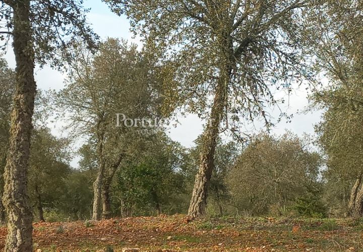 Helårsgrund i Serpa, Beja, Serpa - € 150.000 | Ref: JR693-1 - foto 1