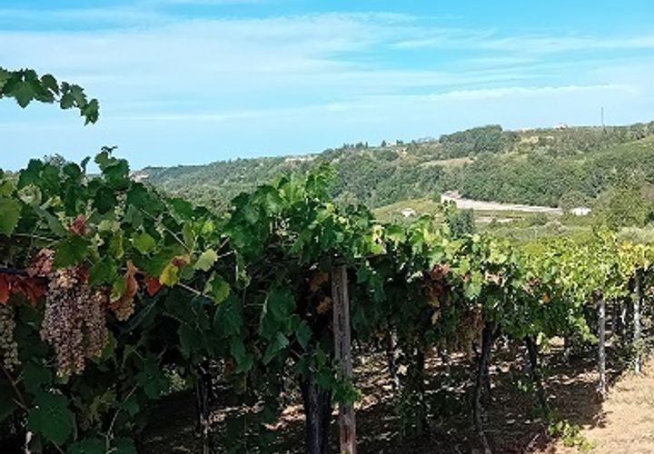 L'establiment comercial a Tollo, Chieti, Tollo - € 58.000 | Ref: OR505 - foto 1