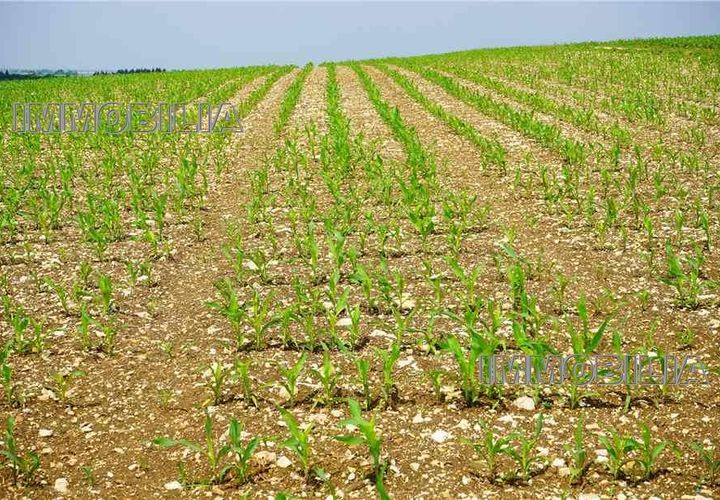 Terra a Citerna, Perugia, Citerna - € 30.000 | Ref: 566 - foto 1