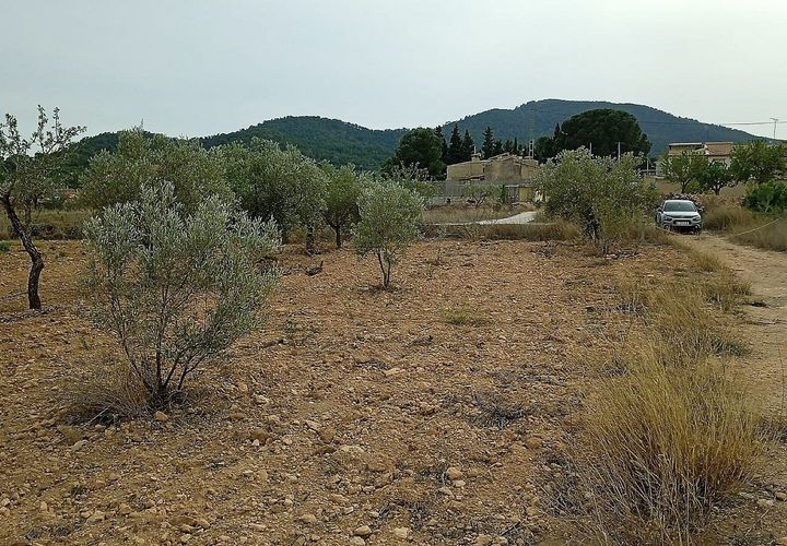 Terra a Monovar, Alicante, Monovar - € 50.000 | Ref: IVD13740 - foto 1