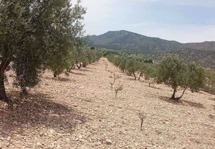 Tomt i Salinas, Alicante, Salinas - € 67 999 | Ref: IVO13680 - foto 1