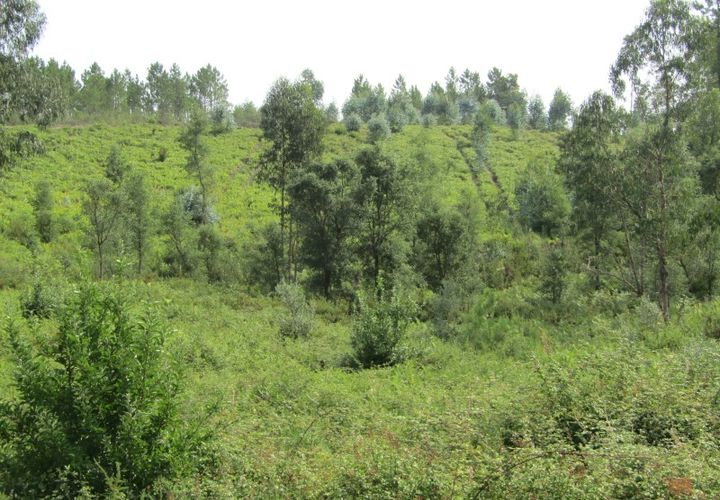 Terra a Sardoal, Santarem, Sardoal - € 70.000 | Ref: P22-166 - foto 1