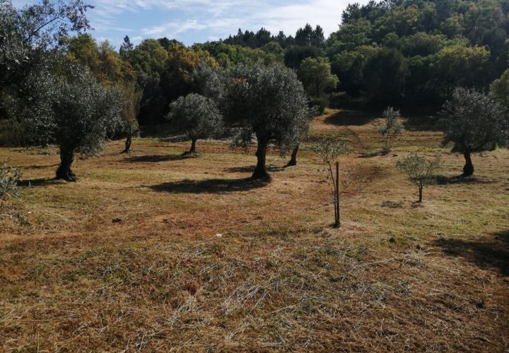 Helårsgrund i Sardoal, Santarem, Sardoal - € 16.000 | Ref: P24-198 - foto 1