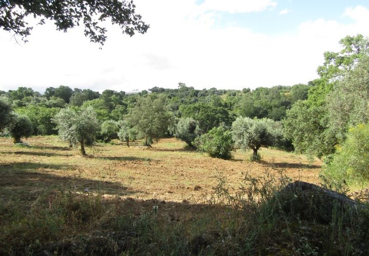 Terra a Mouriscas, Santarem, Mouriscas - € 56.000 | Ref: P24-201 - foto 1