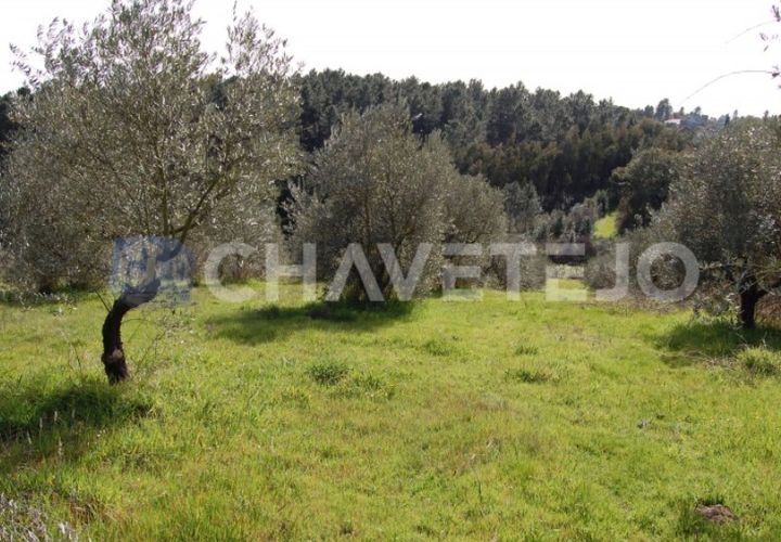 Terra a Tomar, Santarem, Tomar - € 35.000 | Ref: 603/17 - foto 1