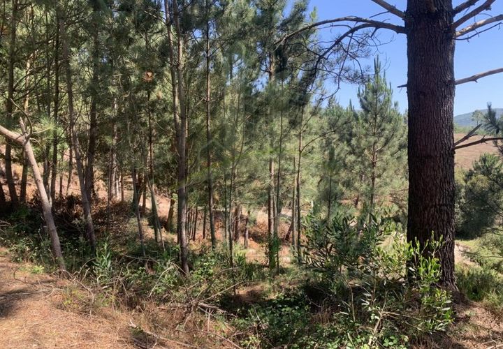 Helårsgrund i Venade e Azevedo, Viana do Castelo, Venade e Azevedo - € 45.000 | Ref: B2389 - foto 1