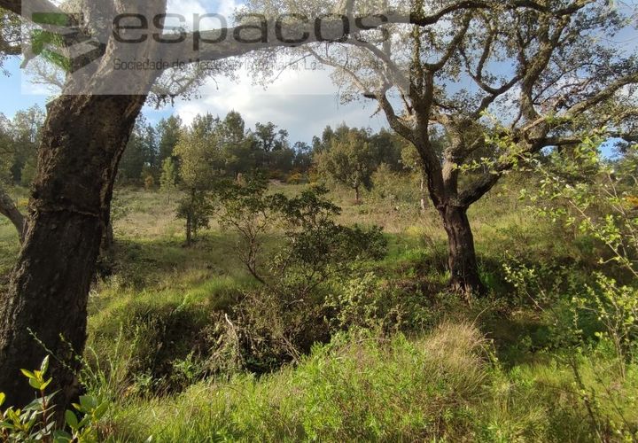 Helårsgrund i Castelo Branco, Castelo Branco, Castelo Branco - € 9.600 | Ref: 3810/EG - foto 1
