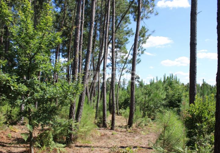 Helårsgrund i Mangualde, Viseu, Mangualde - € 26.000 | Ref: ZMPT569399 - foto 1