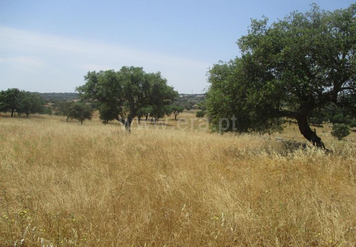 Tomt i Nisa, Portalegre, Nisa - € 14 000 | Ref: 102210161 - foto 1