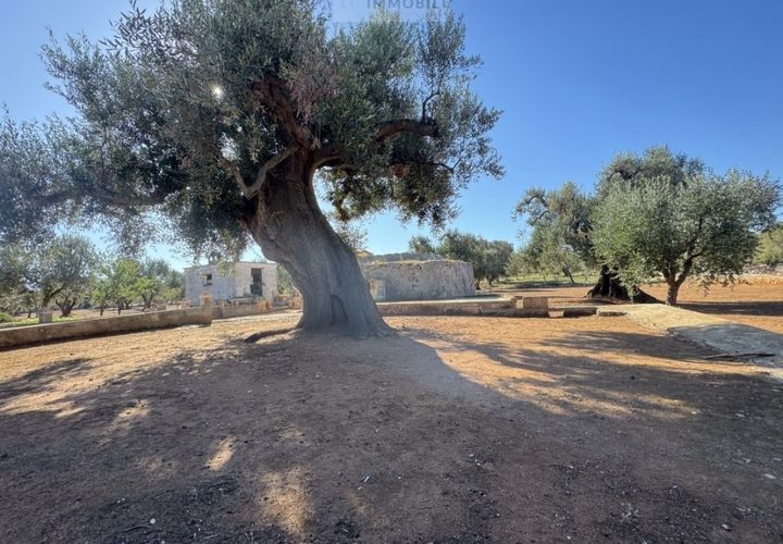 Terra a Carovigno, Brindisi, Carovigno - € 90.000 | Ref: LMM - foto 1