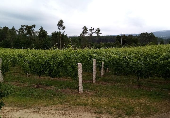 Farm i Moncao, Viana do Castelo, Moncao - € 130.000 | Ref: SF-SAFTI:003414 - foto 1